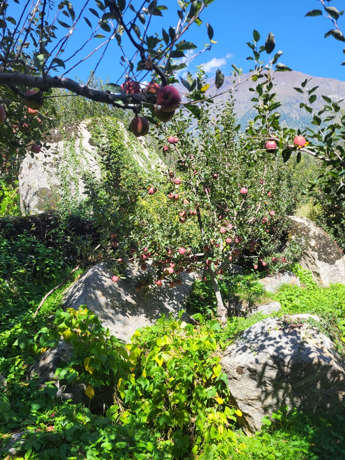 Himalayan Harvest